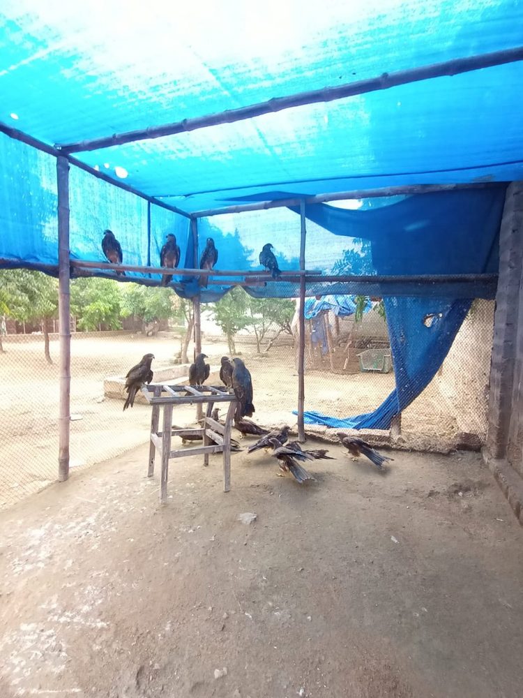 Rescued birds under shade netting at the Benji shelter