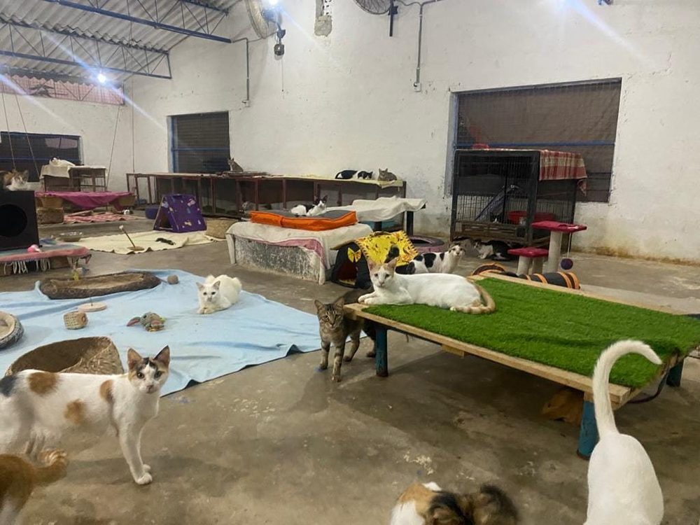 The cat house at the CDRS Benji animal shelter