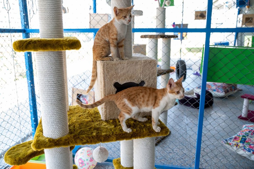 Rescued cats at the CDRS Benji cat shelter