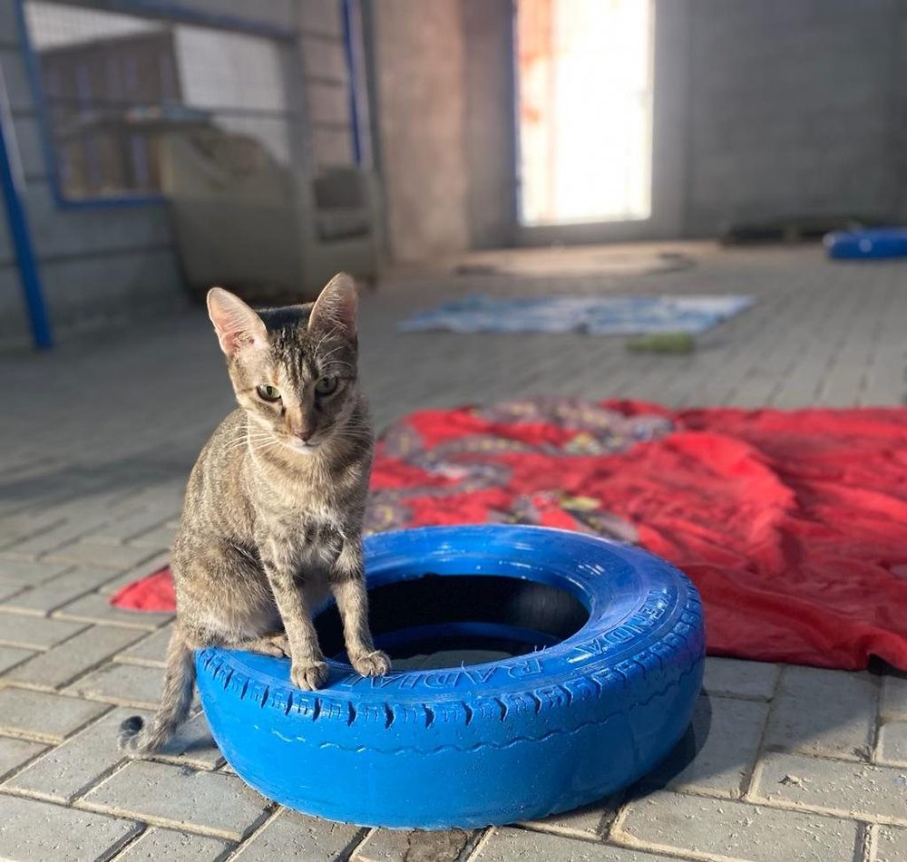 A rescued cat in a painted tyre bed at the CDRS cat shelter