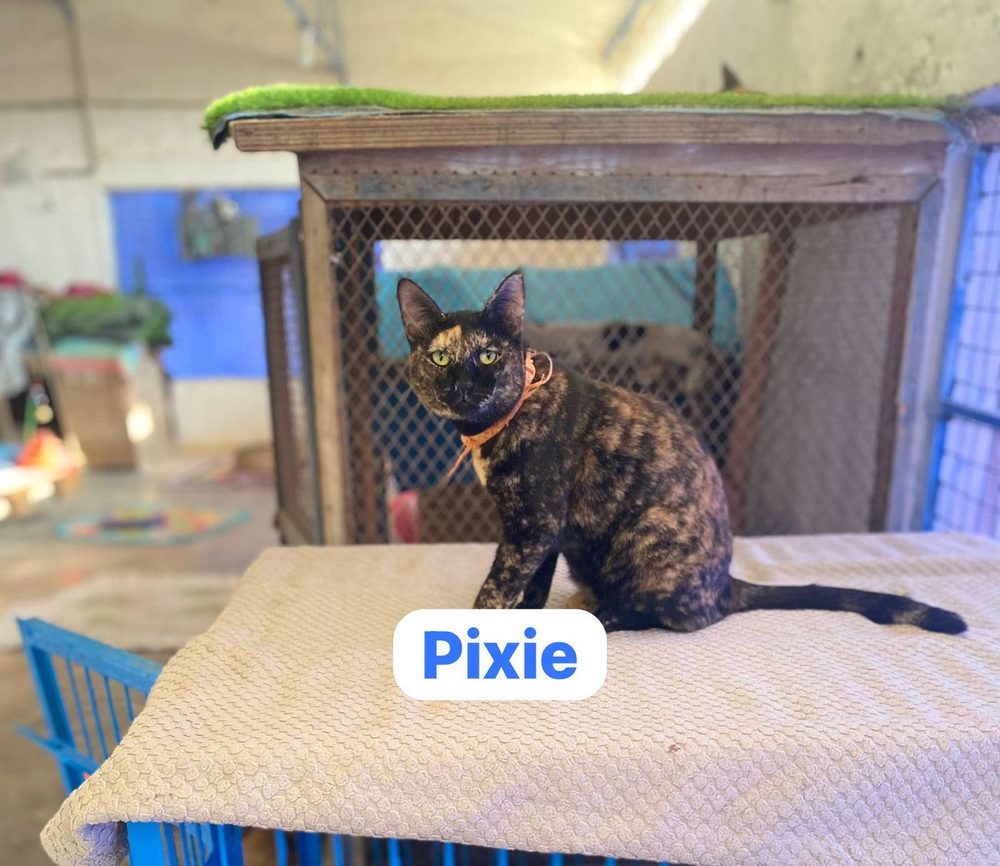 A rescued cat named Pixie at the Benji shelter in Karachi