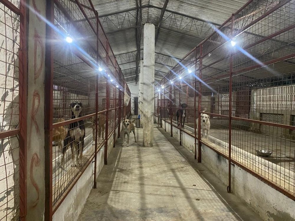 The kennel corridor at the CDRS Benji animal shelter