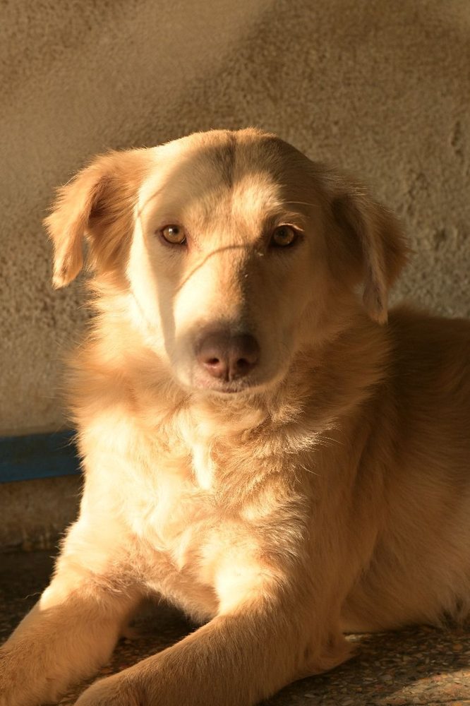 Creamy, a rescued dog at the Benji Project Islamabad shelter