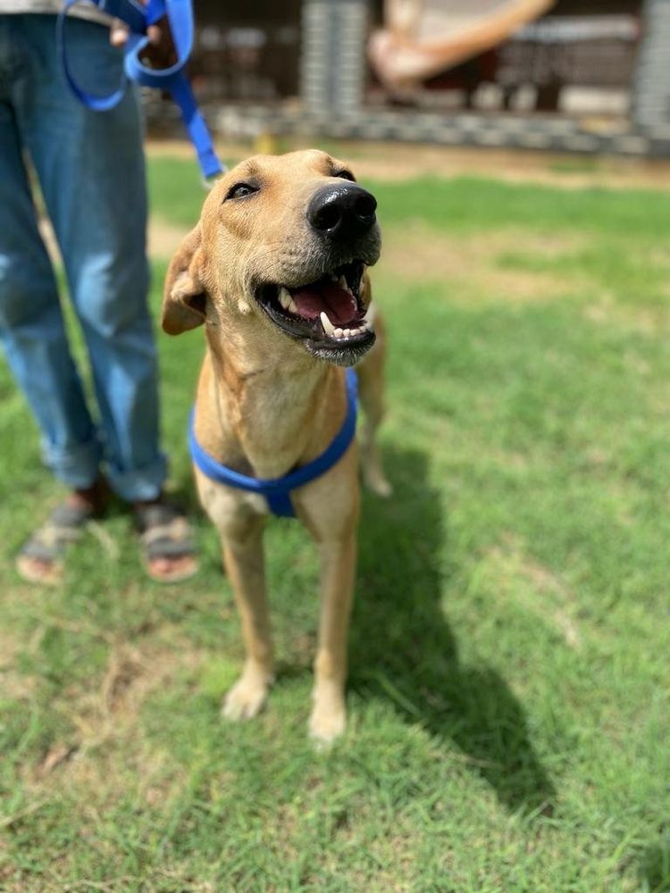 A rescued dog on the lawn at the Benji animal shelter