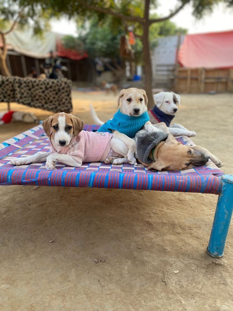 Rescued dogs in winter coats at the Benji shelter