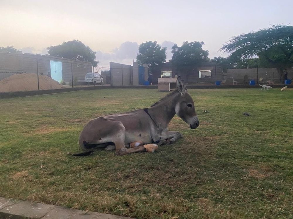 A rescued donkey resting at the Benji sanctuary