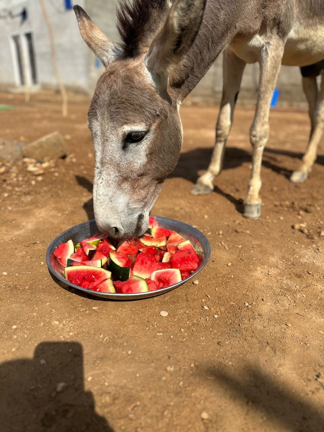 A working donkey being fed at a CDRS Benji Project feeding station