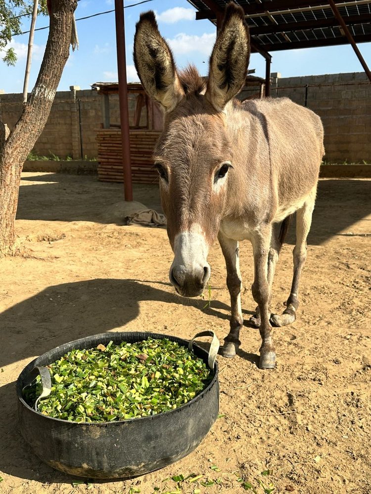 Rescued donkeys feeding at the Benji sanctuary