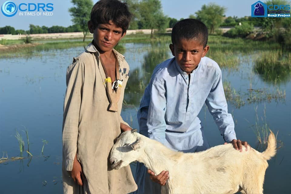 Boys with a rescued goat during the floods