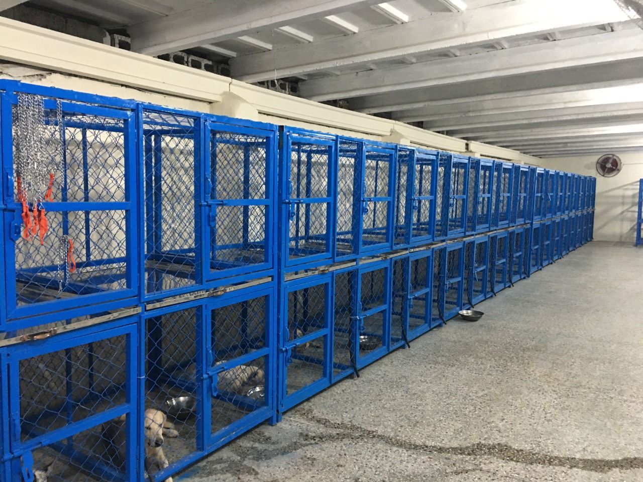 Kennels at a CDRS Benji Project rescue and TNVR centre