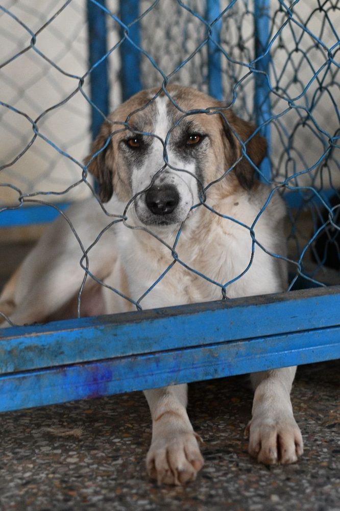 A mother dog in the care of the Benji Project Islamabad