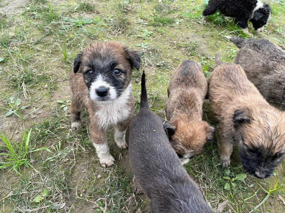 Rescued puppies at the CDRS Benji Project