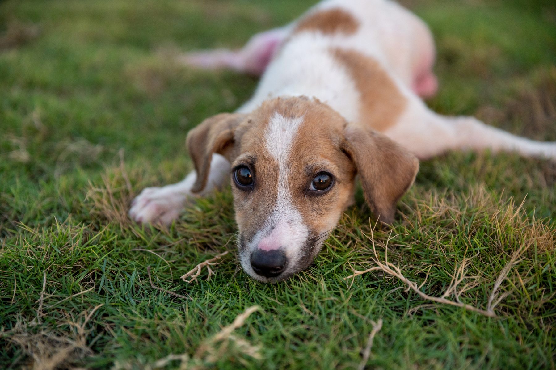 The Benji Project feeds, treats and shelters strays.