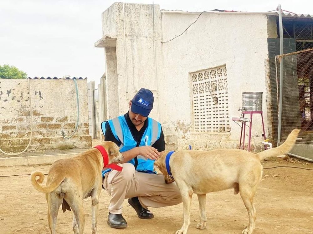 A CDRS rescuer feeding street dogs