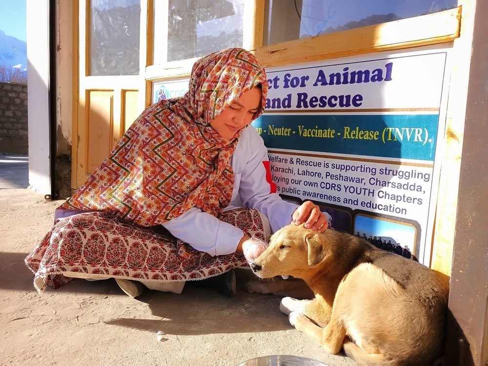 A CDRS vet treating a dog at a trap, neuter, vaccinate and release camp