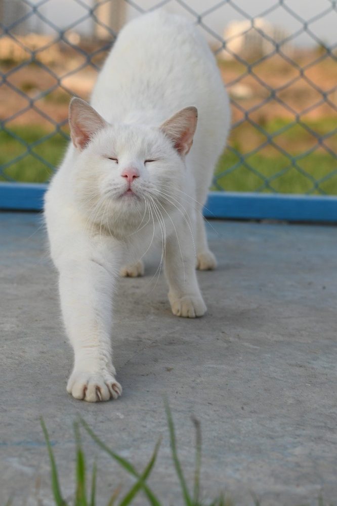 A rescued cat at the CDRS Benji cat shelter