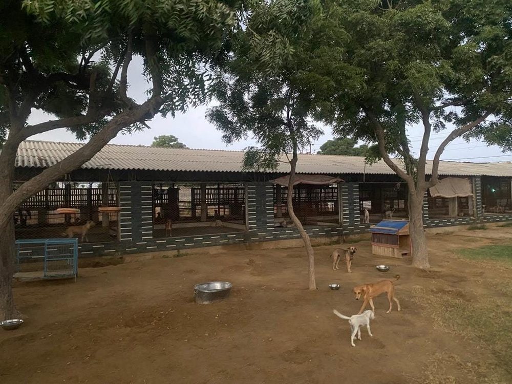 Rescued dogs in the shaded yard at the Benji shelter