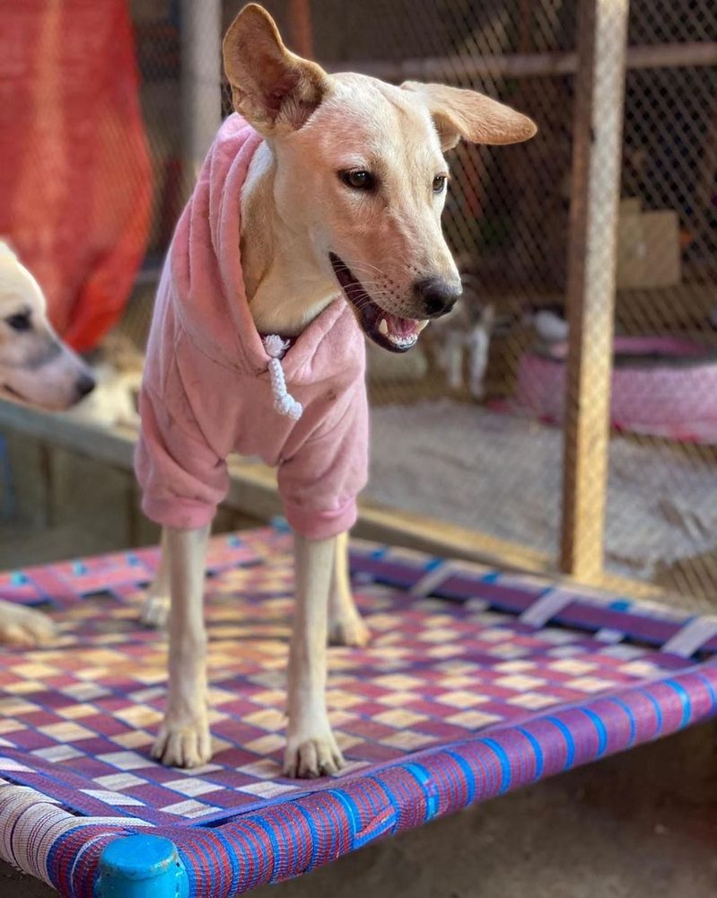 Animals in the care of the Benji Project Karachi