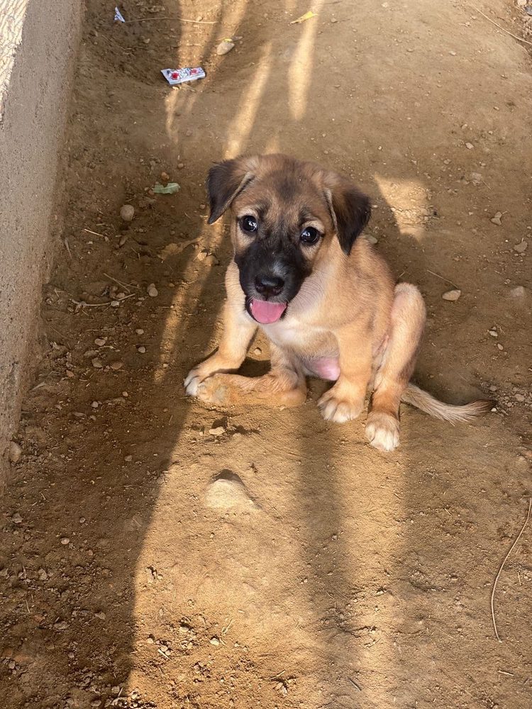 Veterinary care at the CDRS Benji Karachi centre