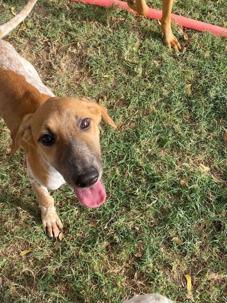Abby, a rescued dog at the Benji Karachi shelter