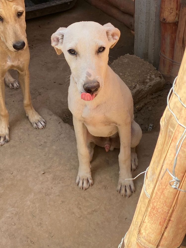 Charlie, a rescued dog at the Benji Karachi shelter